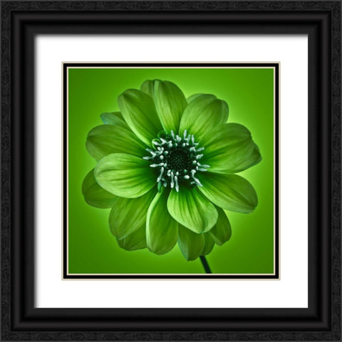 AF20110818 Dahlia 027C04 GreenC01 Black Ornate Wood Framed Art Print with Double Matting by Frank, Assaf