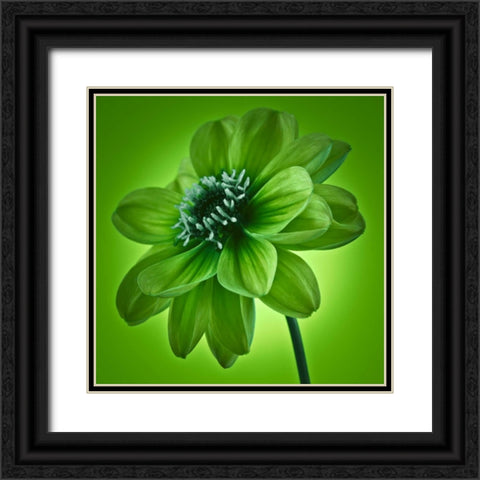 AF20110818 Dahlia 045C04 GreenC01 Black Ornate Wood Framed Art Print with Double Matting by Frank, Assaf