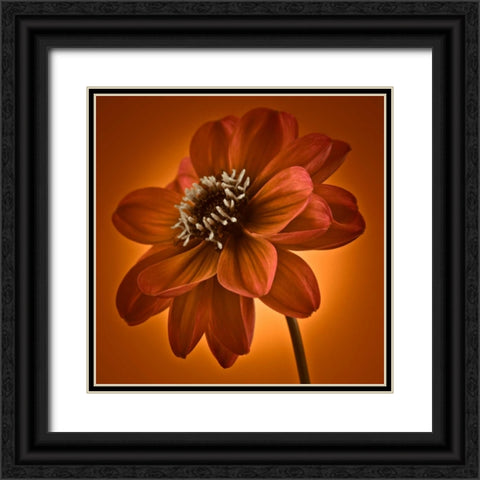 AF20110818 Dahlia 045C10 Black Ornate Wood Framed Art Print with Double Matting by Frank, Assaf
