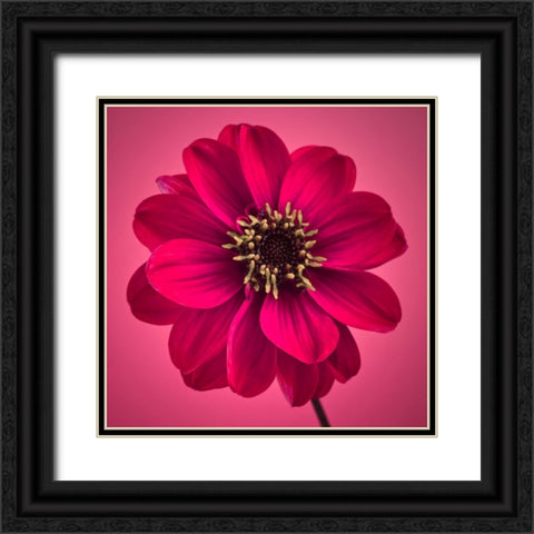 AF20110818 Dahlia 030C11 Black Ornate Wood Framed Art Print with Double Matting by Frank, Assaf