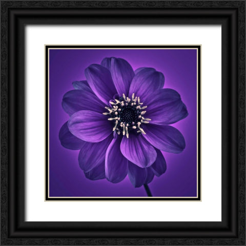AF20110818 Dahlia 027C11 Black Ornate Wood Framed Art Print with Double Matting by Frank, Assaf