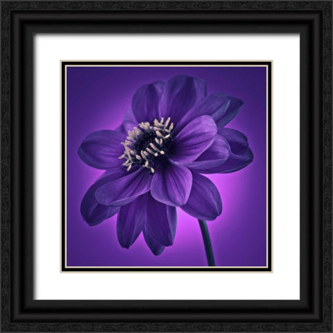 AF20110818 Dahlia 045C11 Black Ornate Wood Framed Art Print with Double Matting by Frank, Assaf