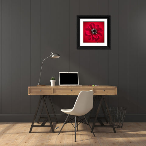 AF20110818 Dahlia 026C10 Black Ornate Wood Framed Art Print with Double Matting by Frank, Assaf