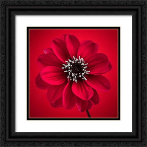 AF20110818 Dahlia 026C10 Black Ornate Wood Framed Art Print with Double Matting by Frank, Assaf
