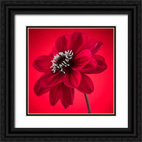 AF20110818 Dahlia 053C10 Black Ornate Wood Framed Art Print with Double Matting by Frank, Assaf