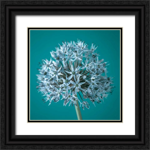 AF20100605 Alliums 151C07 Black Ornate Wood Framed Art Print with Double Matting by Frank, Assaf