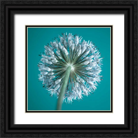 AF20100605 Alliums 167C12 Black Ornate Wood Framed Art Print with Double Matting by Frank, Assaf