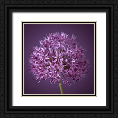 AF20100605 Alliums 151C08 Black Ornate Wood Framed Art Print with Double Matting by Frank, Assaf
