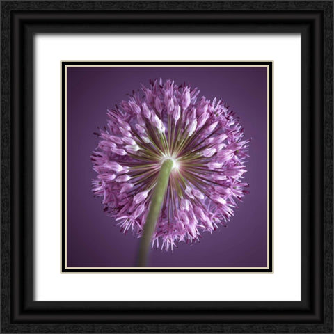 AF20100605 Alliums 167C13 Black Ornate Wood Framed Art Print with Double Matting by Frank, Assaf