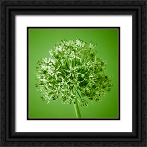 AF20100605 Alliums 151C09 Black Ornate Wood Framed Art Print with Double Matting by Frank, Assaf