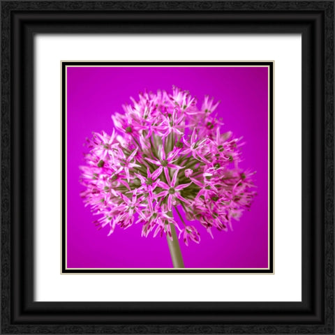 AF20100605 Alliums 151C10 Black Ornate Wood Framed Art Print with Double Matting by Frank, Assaf