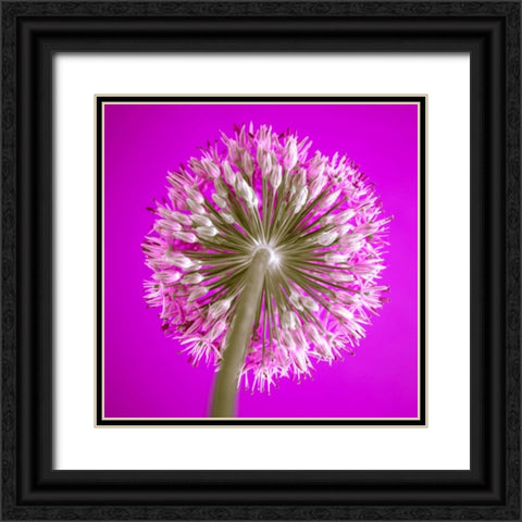 AF20100605 Alliums 167C15 Black Ornate Wood Framed Art Print with Double Matting by Frank, Assaf