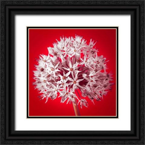 AF20100605 Alliums 157 RedC03 Black Ornate Wood Framed Art Print with Double Matting by Frank, Assaf