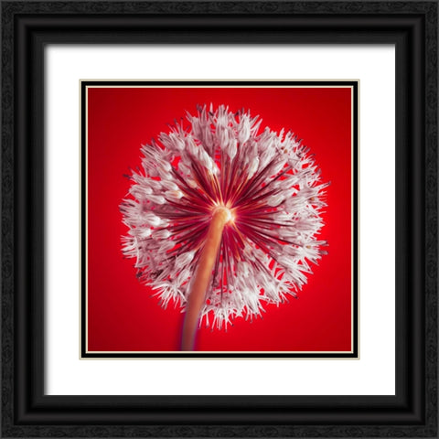AF20100605 Alliums 167 RedC03 Black Ornate Wood Framed Art Print with Double Matting by Frank, Assaf