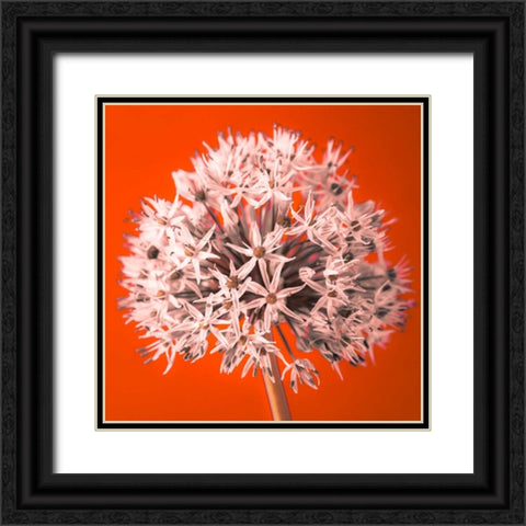 AF20100605 Alliums 157 RedC04 Black Ornate Wood Framed Art Print with Double Matting by Frank, Assaf