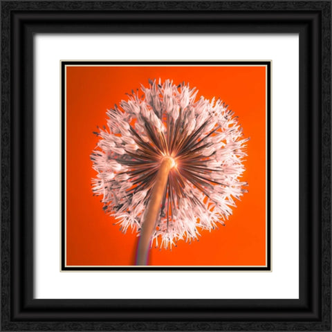AF20100605 Alliums 167 RedC04 Black Ornate Wood Framed Art Print with Double Matting by Frank, Assaf