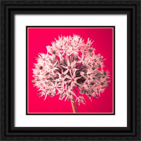AF20100605 Alliums 157 RedC05 Black Ornate Wood Framed Art Print with Double Matting by Frank, Assaf
