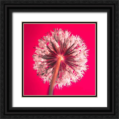 AF20100605 Alliums 167 RedC05 Black Ornate Wood Framed Art Print with Double Matting by Frank, Assaf