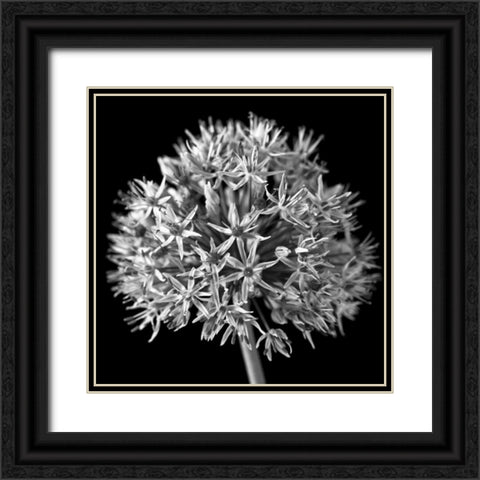 FTBR 1134 Allium B-W Black Ornate Wood Framed Art Print with Double Matting by Frank, Assaf