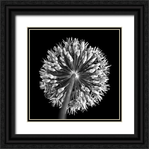 FTBR 1135 Allium B-W Black Ornate Wood Framed Art Print with Double Matting by Frank, Assaf