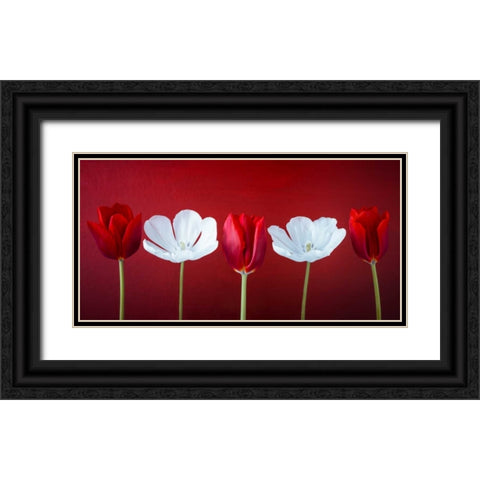 AF20120424 Tulips 351C12 Black Ornate Wood Framed Art Print with Double Matting by Frank, Assaf