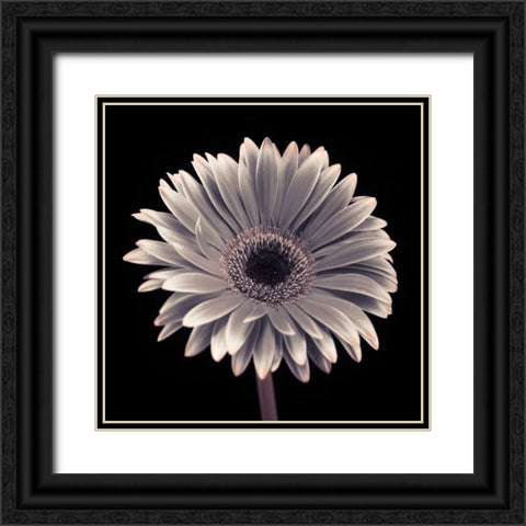 AF20120911 Gerbera 015C01 Black Ornate Wood Framed Art Print with Double Matting by Frank, Assaf