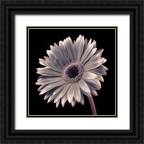 AF20120911 Gerbera 036C01 Black Ornate Wood Framed Art Print with Double Matting by Frank, Assaf