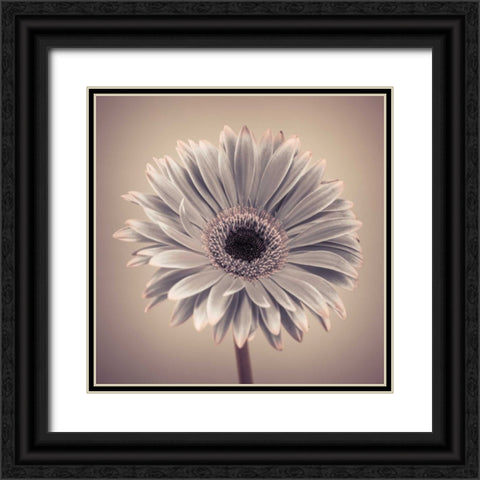 AF20120911 Gerbera 029C01 Black Ornate Wood Framed Art Print with Double Matting by Frank, Assaf