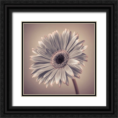 AF20120911 Gerbera 034C01 Black Ornate Wood Framed Art Print with Double Matting by Frank, Assaf