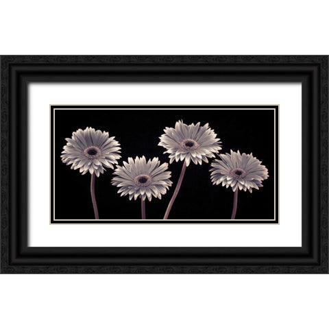 AF20120914 Gerberas 090C01 Black Ornate Wood Framed Art Print with Double Matting by Frank, Assaf