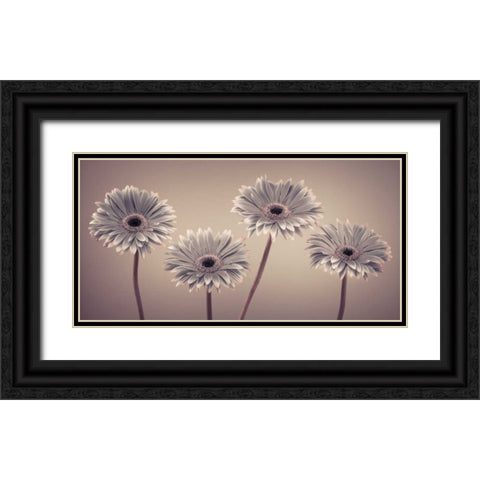 AF20120914 Gerberas 109C01 Black Ornate Wood Framed Art Print with Double Matting by Frank, Assaf