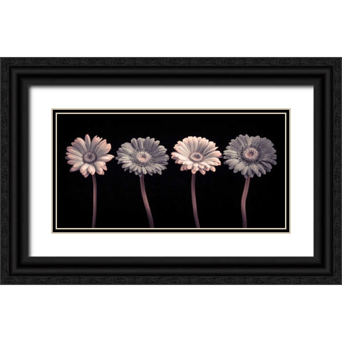 AF20120902 Gerberas 059C12 Black Ornate Wood Framed Art Print with Double Matting by Frank, Assaf