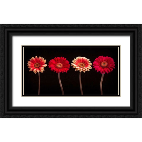 AF20120902 Gerberas 059C14 Black Ornate Wood Framed Art Print with Double Matting by Frank, Assaf