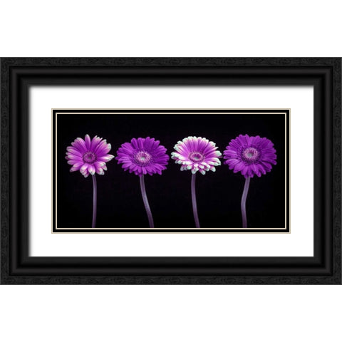 AF20120902 Gerberas 059C10 Black Ornate Wood Framed Art Print with Double Matting by Frank, Assaf