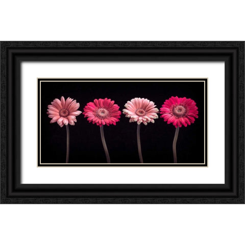 AF20120902 Gerberas 059C16 Black Ornate Wood Framed Art Print with Double Matting by Frank, Assaf