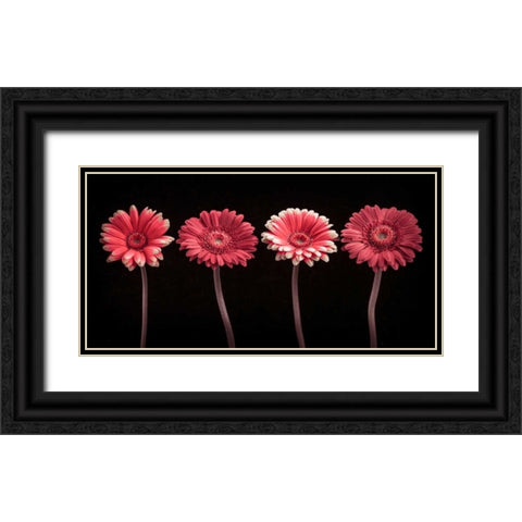 AF20120902 Gerberas 059C22 Black Ornate Wood Framed Art Print with Double Matting by Frank, Assaf