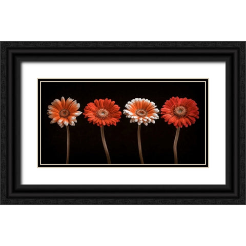 AF20120902 Gerberas 059C18 Black Ornate Wood Framed Art Print with Double Matting by Frank, Assaf
