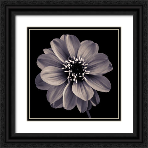 AF20110818 Dahlia 022C20 Black Ornate Wood Framed Art Print with Double Matting by Frank, Assaf