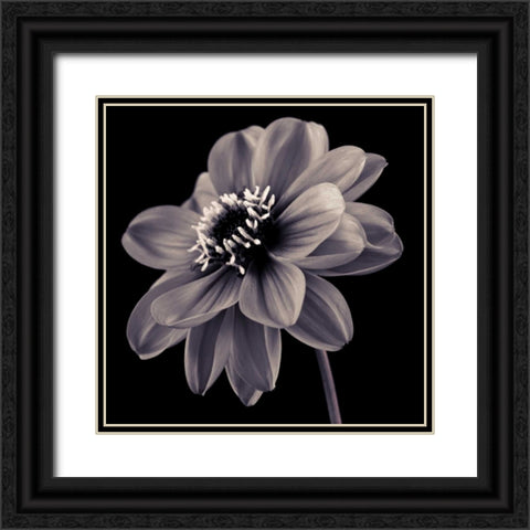AF20110818 Dahlia 046C20 Black Ornate Wood Framed Art Print with Double Matting by Frank, Assaf