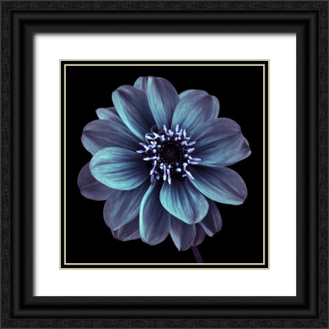 AF20110818 Dahlia 022C21 Black Ornate Wood Framed Art Print with Double Matting by Frank, Assaf