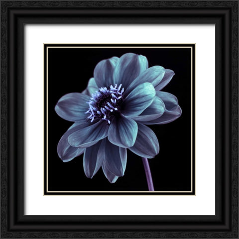 AF20110818 Dahlia 046C21 Black Ornate Wood Framed Art Print with Double Matting by Frank, Assaf