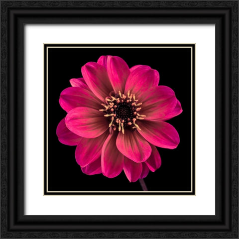 AF20110818 Dahlia 022C22 Black Ornate Wood Framed Art Print with Double Matting by Frank, Assaf
