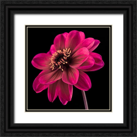 AF20110818 Dahlia 046C22 Black Ornate Wood Framed Art Print with Double Matting by Frank, Assaf