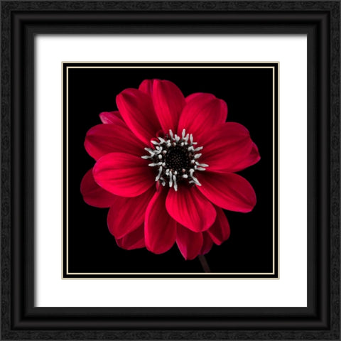 AF20110818 Dahlia 022C23 Black Ornate Wood Framed Art Print with Double Matting by Frank, Assaf