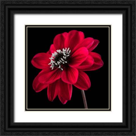 AF20110818 Dahlia 046C23 Black Ornate Wood Framed Art Print with Double Matting by Frank, Assaf