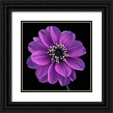 AF20110818 Dahlia 022C24 Black Ornate Wood Framed Art Print with Double Matting by Frank, Assaf