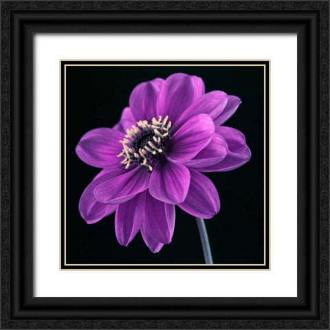 AF20110818 Dahlia 046C24 Black Ornate Wood Framed Art Print with Double Matting by Frank, Assaf