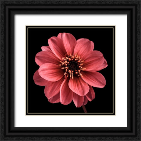 AF20110818 Dahlia 022C25 Black Ornate Wood Framed Art Print with Double Matting by Frank, Assaf