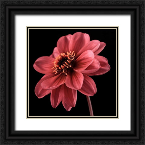 AF20110818 Dahlia 046C25 Black Ornate Wood Framed Art Print with Double Matting by Frank, Assaf
