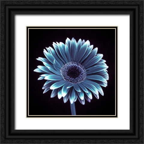 AF20120911 Gerbera 015C18 Black Ornate Wood Framed Art Print with Double Matting by Frank, Assaf